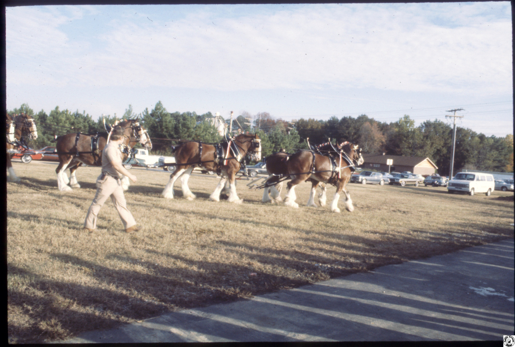 1980 Budweiser horses F'ville 08.jpg